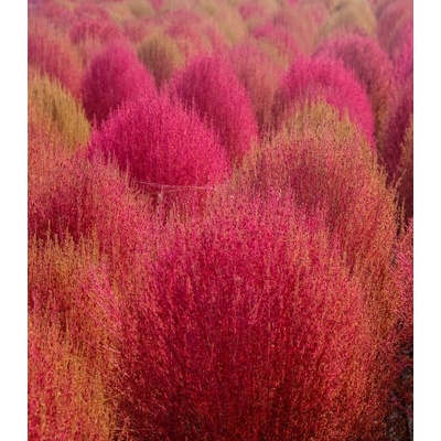 Bytel metlatý - Kochia trichophylla - prodej semen - 100 ks