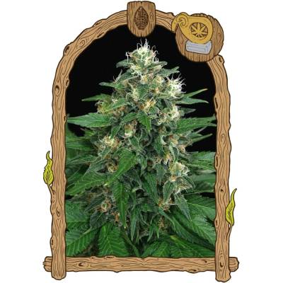 Exotic Seeds Exotic Thai semena neobsahují THC 5 ks