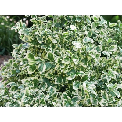 Bršlen Fortuneov Emerald Gaiety, výška 15-25 cm, kvetináč 13 cm