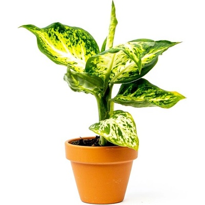 Gardners Aglaonema Snowflake, průměr 6 cm Aglaonema, Spící panna