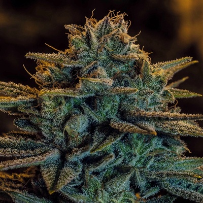 Expert Seeds Sweet Zombie semienka neobsahujú THC 10 ks
