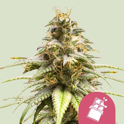 Royal Queen Seeds Chocolate Haze semienka neobsahujú THC 100 ks