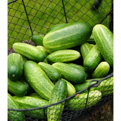 BIO uhorka nakladačka Vorgebirgstrauben - Cucumis sativus - bio semená uhorky - 10 ks