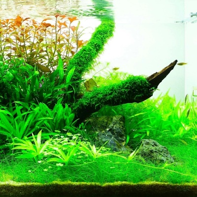 Vesicularia ferriei weeping moss