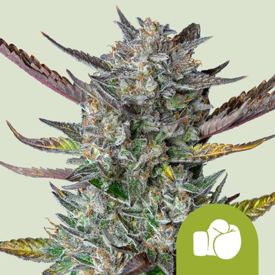 Royal Queen Seeds Purple Punch Automatic Balenie: 1 ks 0% THC