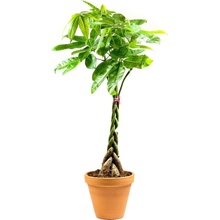 Gardners Pachira aquatica spletený kmen, průměr 24 cm Pachira vodní