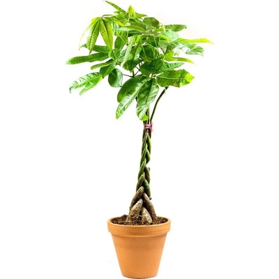 Gardners Pachira aquatica spletený kmen, průměr 24 cm Pachira vodní – Zbozi.Blesk.cz