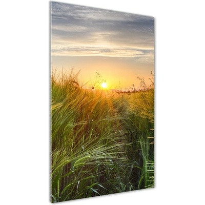 Vertikálny foto obraz sklo tvrdené Pole pšenice 50x100 cm