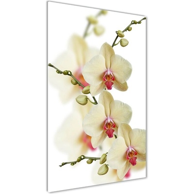 Vertikálny foto obraz sklenený Orchidea 50x100 cm