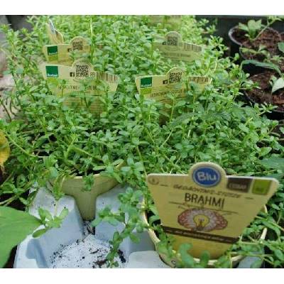Bacopa drobnolistá Brahmi