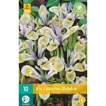 JUB HOLLAND Cibule kosatce Iris Katharine Hodgkin - 10 kusů