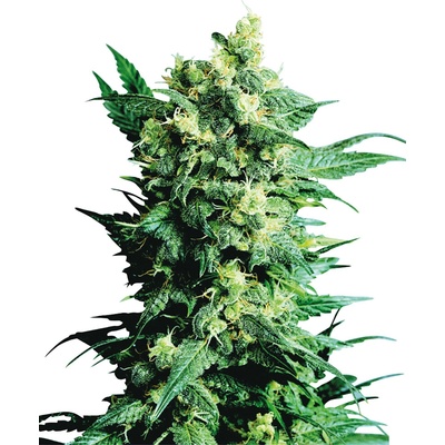 Sensi Seeds Shiva Shanti II regular semena neobsahují THC 10 ks