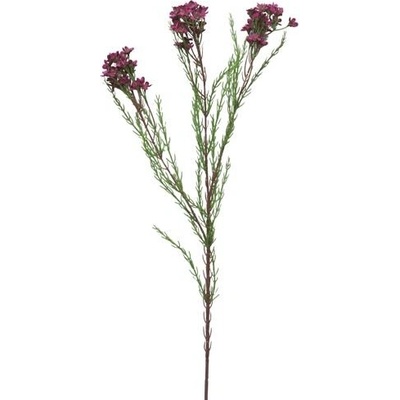 Opuč - Chamelaucium (Wax flower spray) Aulby fialový V78 cm