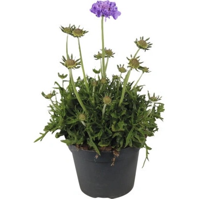 Hlaváč fialový FloraSelf Scabiosa 'Butterfly Blue' výška 10-20 cm kvetináč 1,5 l