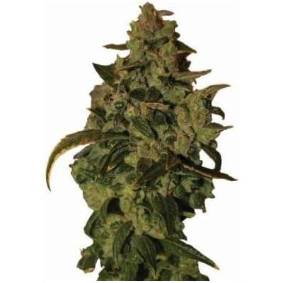 Nirvana AUTO Somango XXL semena neobsahují THC 10 ks