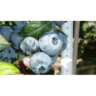 Čučoriedky s najväčšími plodmi do priemeru 30 mm dovezené z Ameriky, sadenice o veľkosti 30 - 60 cm