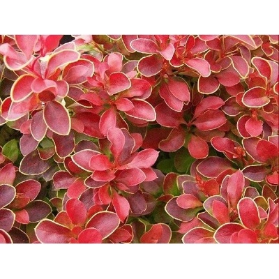 Berberis thunb.Admiration 20-30 C2L