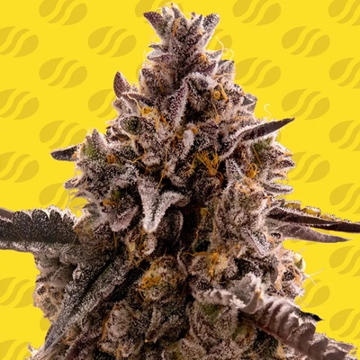 Original Sensible Seeds Black Orchid Auto semienka neobsahujú THC 10 ks