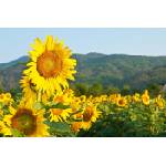 DIMEX ART Флизелинов фототапет цъфтящи слънчогледи 375 x 250 см