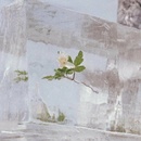 Efterklang - Windflowers LP