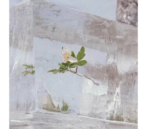 Efterklang - Windflowers LP