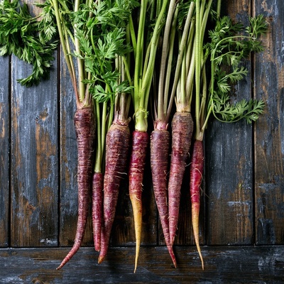 Bio Mrkev fialová Lila Lu SG - Daucus carota - bio semena mrkve - 200 ks