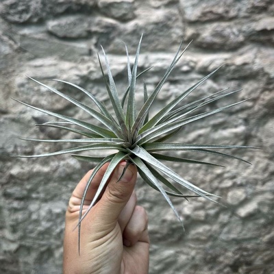 Tillandsia concolor