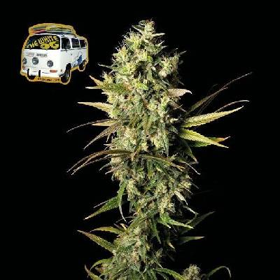 Seedsman The White OG semena neobsahují THC 3 ks