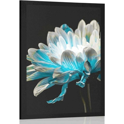 Plakát sedmikráska na černém pozadí - 20x30 white