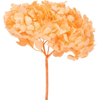 Hortenzie premium (Hortensias)