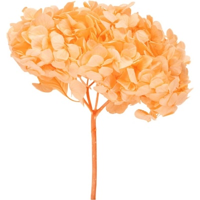 Hortenzie premium (Hortensias)