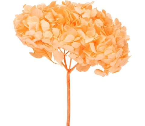 Hortenzie premium (Hortensias)