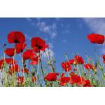 DIMEX ART Флизелинов фототапет червени макове 375 x 250 см