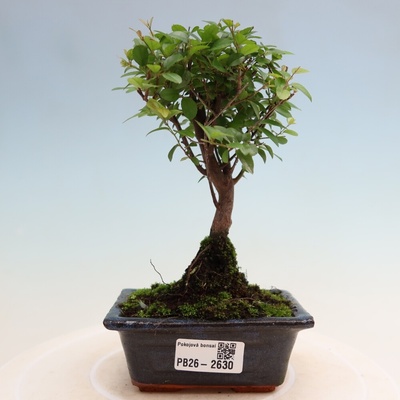 e-bonsai Pokojová bonsai - Sagerécie thea - Sagerécie thea