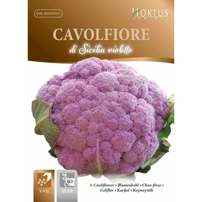 Hortus Карфиол Сицилиански Виолетов Di Sicilia Violetto
