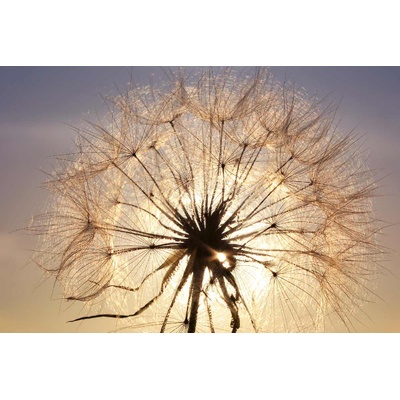 DIMEX ART Флизелинов фототапет глухарче при залез слънце 375 x 250 см