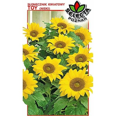 Slnečnica okrasná trpasličia: Helianthus Annuus 0,7 g