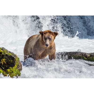 DIMEX ART Флизелинов фототапет мечка в бързеи 375 x 250 см