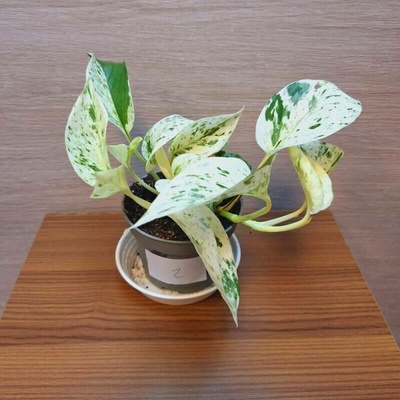Epipremnum Pinnatum Marble Queen č2