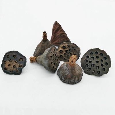 Lotos pod 4-6cm/36ks - přírodní