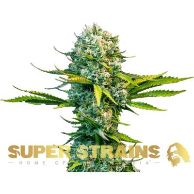 Super Strains Next Of Kin semena neobsahují THC 3 ks