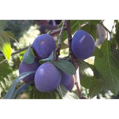 Slivka domáca (Prunus domestica) ´AMERS´ - neskorá, výška 150-180 cm, voľnokorenná