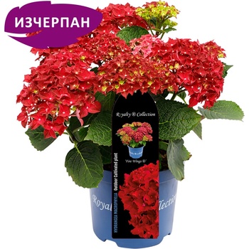 Royalty Collection® Fire Wings Royalty Collection® Хортензия macrophylla