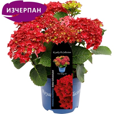 Royalty Collection® Fire Wings Royalty Collection® Хортензия macrophylla