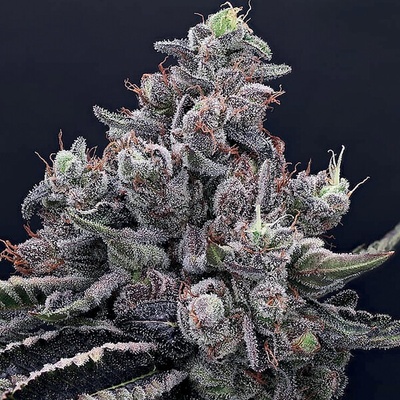 Anesia Seeds Mob Boss semienka neobsahujú THC 3 ks