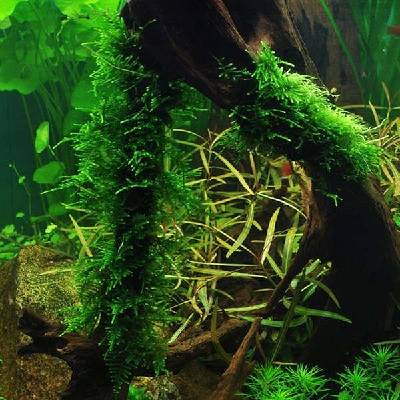 Taxiphyllum sp. Spiky Moss 7 cm