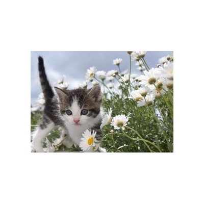(B) 3D pohľadnica Flower Kitten