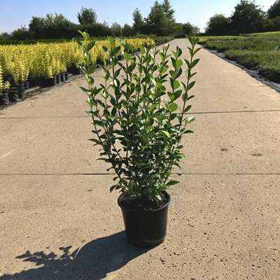 Ligustrum ovalifolium Prodejní velikost: 040/060, Velikost hrnku: 1 l – Zboží Dáma