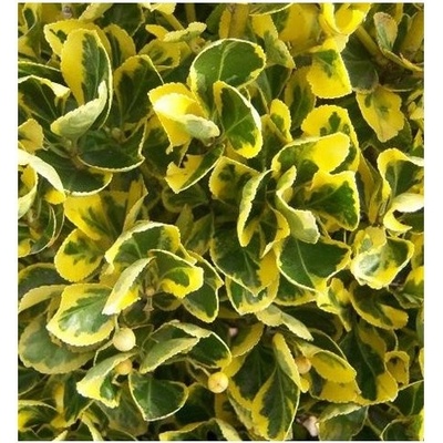 Euonymus jap. 'Aureomarginatus' 20-25 C2L
