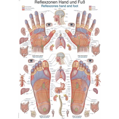 Anatomický plagát Erler Zimmer - Reflexné zóny rúk a chodidiel 50 x 70 cm | DE, EN